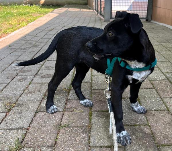 ELETTRA CUCCIOLA STUPENDA Foto 6